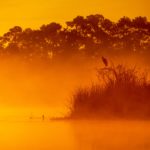 Sunrise Mist - Salt Springs Run