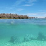 Paddling over Manatees