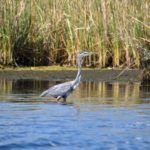 Blue Heron on Buzzards Island