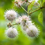 Buttonbush