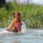 Chesney Jumps at Fish