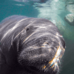 Curious Manatee