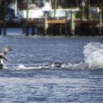 Dolphins-feeding-on-Mullet