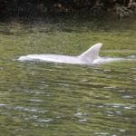 Dolphins-in-Homosassa-River