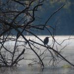 Green Heron Silhouette