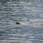 Manatee-Noseing-Around