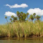 Palms & Sawgrass at Buzzards Island