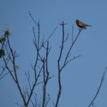 Red Wing Blackbird