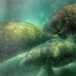 Three Manatees in Crystal River