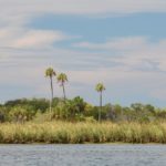 Three Palms Kings Bay