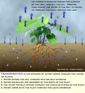 Transpiration-Graphic