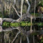 Tree Reflection