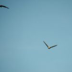 Two Eagles Overhead