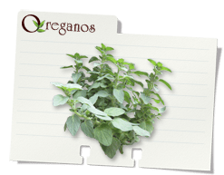 image-noteCard_oregano