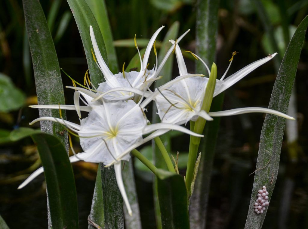 Alligator Lilies Silver River