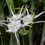 Alligator Lilies - Silver River