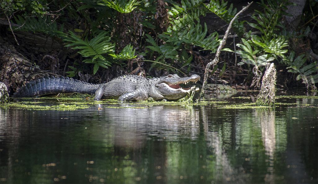 Alligator on Baird Creek
