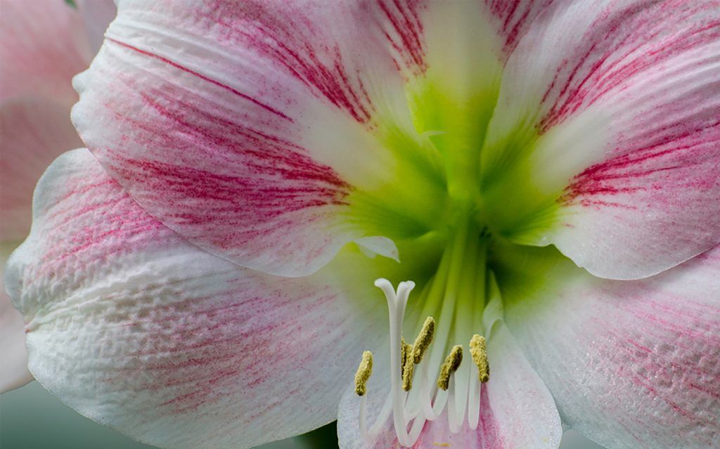 Amaryllis