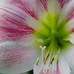 Amaryllis