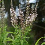 American Germander - Teucrium anadense