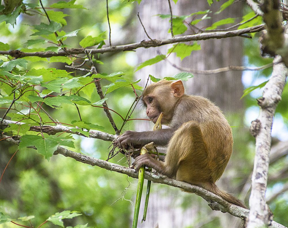 Baby Monkey with Pickerel Root
