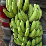 Bananas
