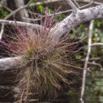 Bartrams Airplant - Tillandsia bartramii