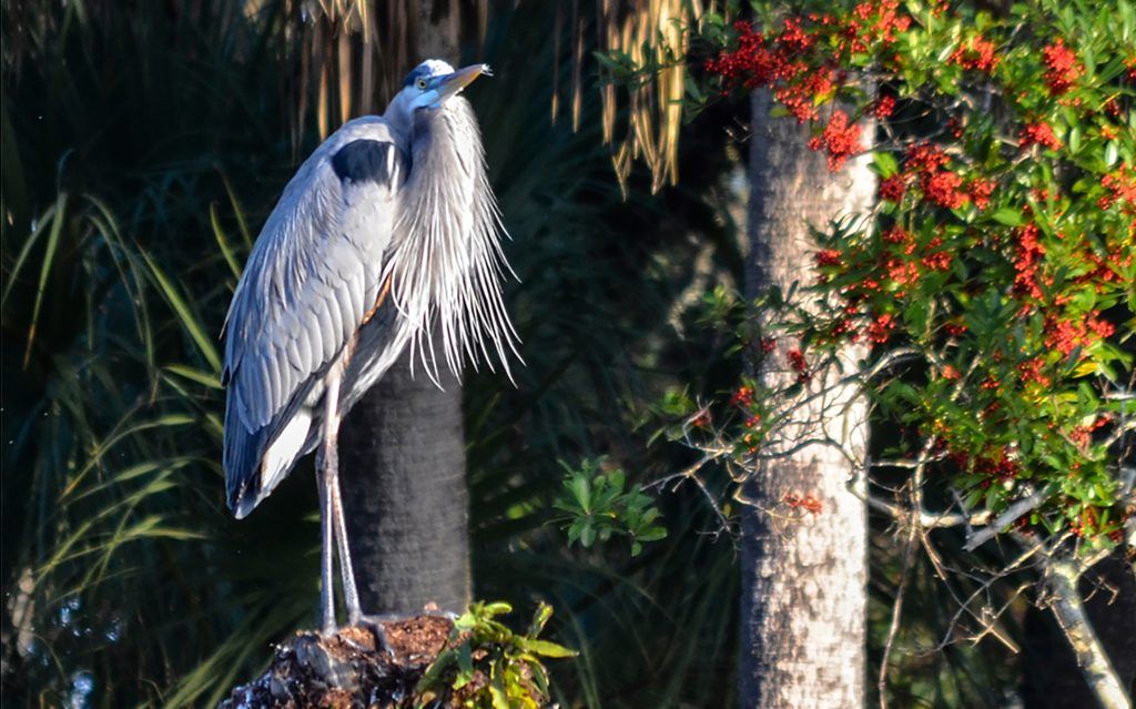 Bearded Heron