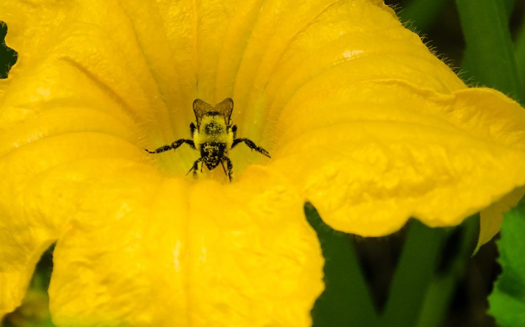 Bee Covered in Pollen