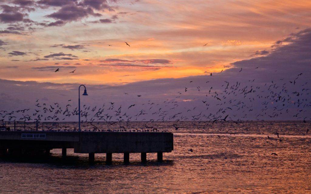 Birds of Mallory Square