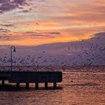 Birds of Mallory Square