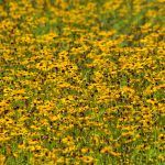 Black-Eyed Susans