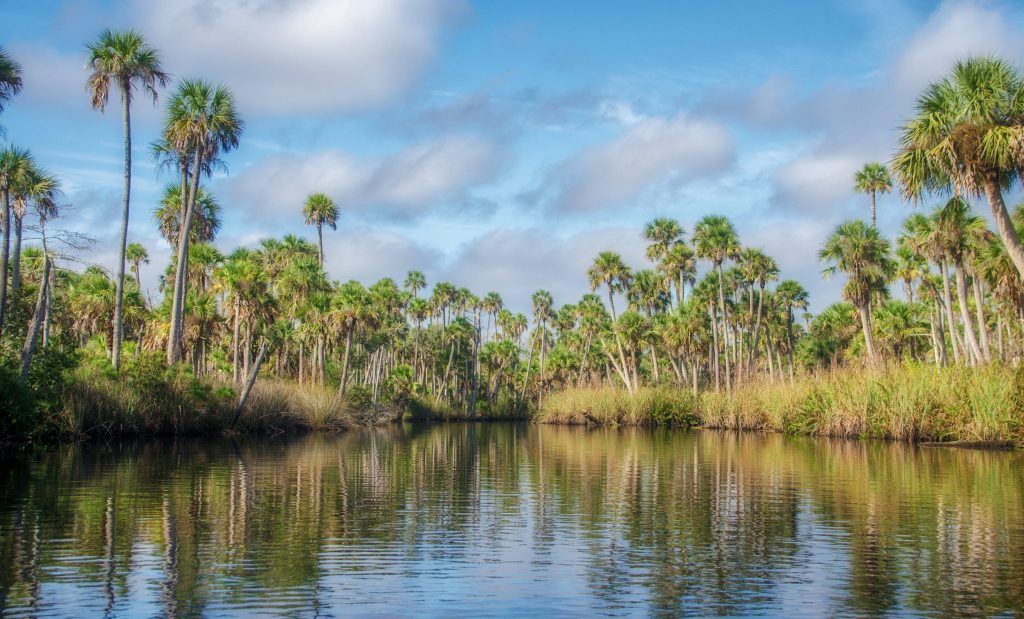 Bulow Creek Palms