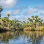 Bulow Creek Palms