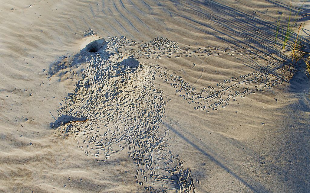 Busy Crab Hole