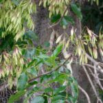 Carolina Ash -Fraxinus caroliniana