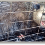 Caught Possum