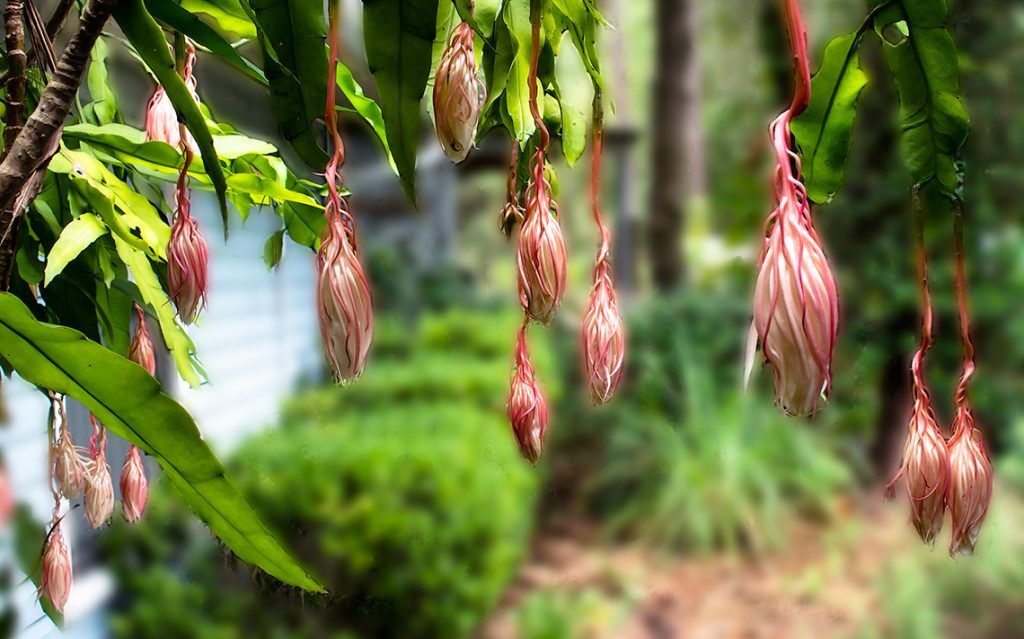 Cereus Blossoms Morning after