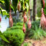 Cereus Blossoms Morning after