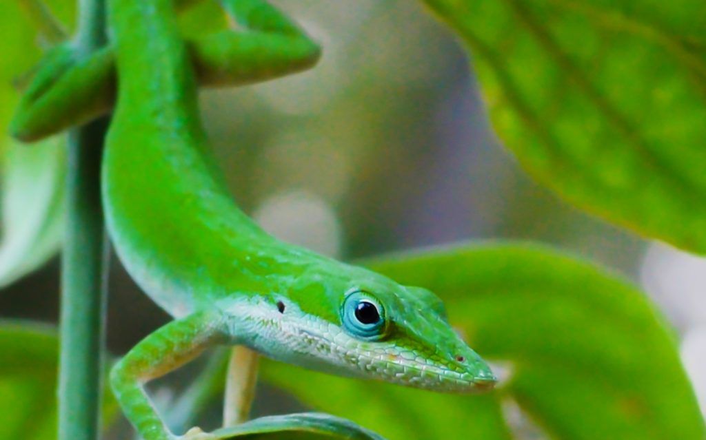 Chameleon on Dogwood