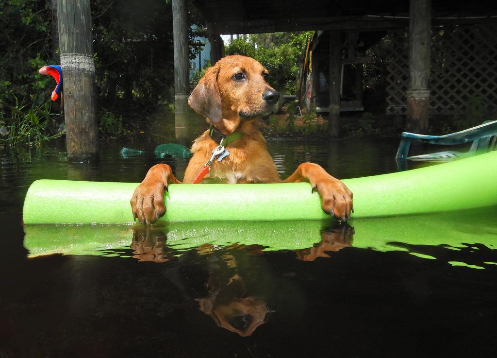 Chesney Hound Chills in the Lake