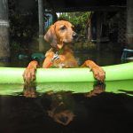 Chesney Hound Chills in the Lake
