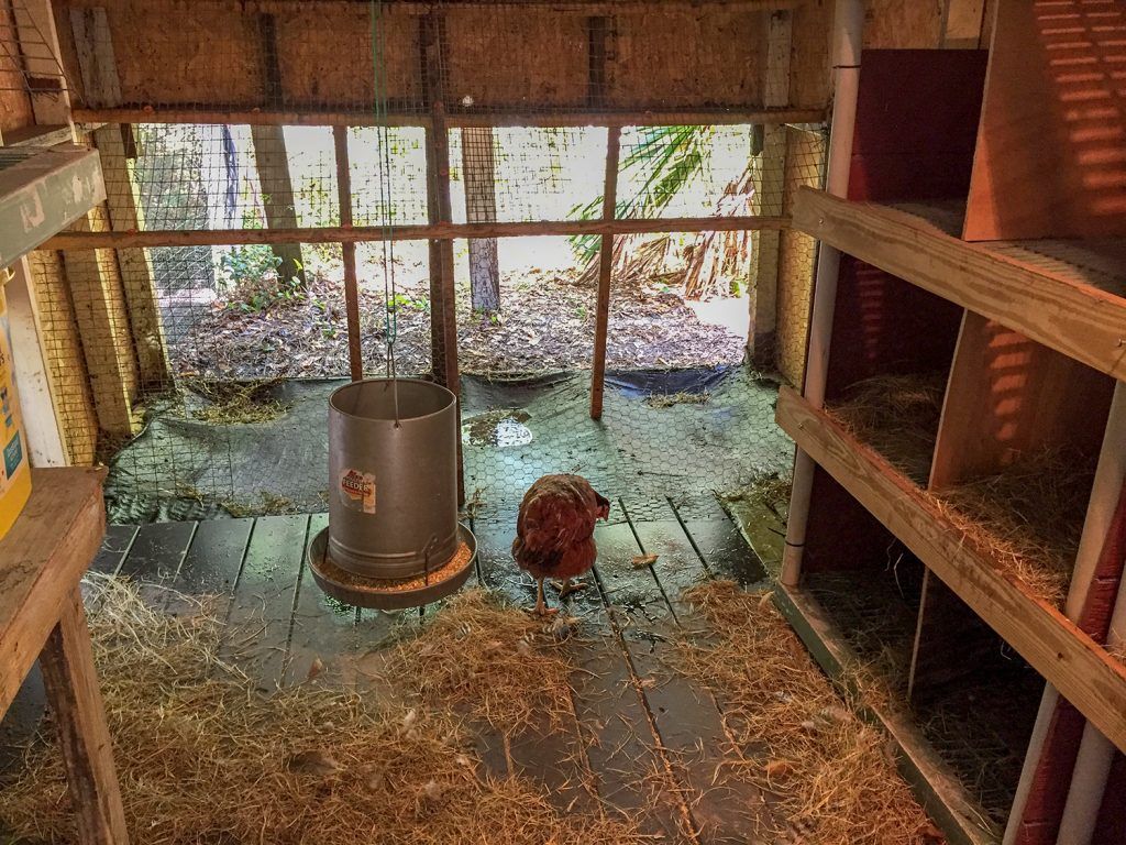 Chicken Coop-Inside