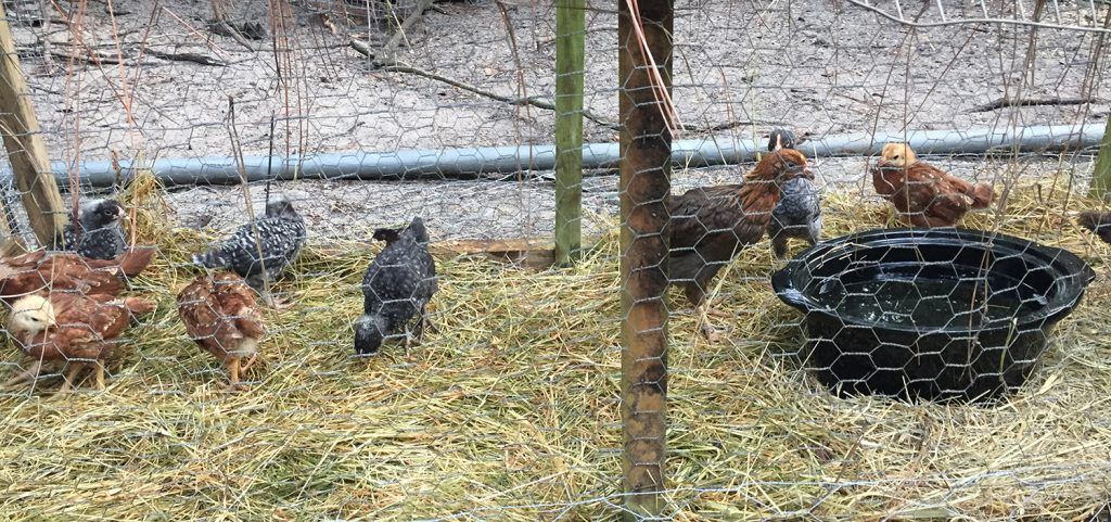 Chicks moved outside