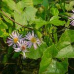 Climbing Aster