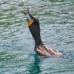 Cormorant Swallowing a Fish
