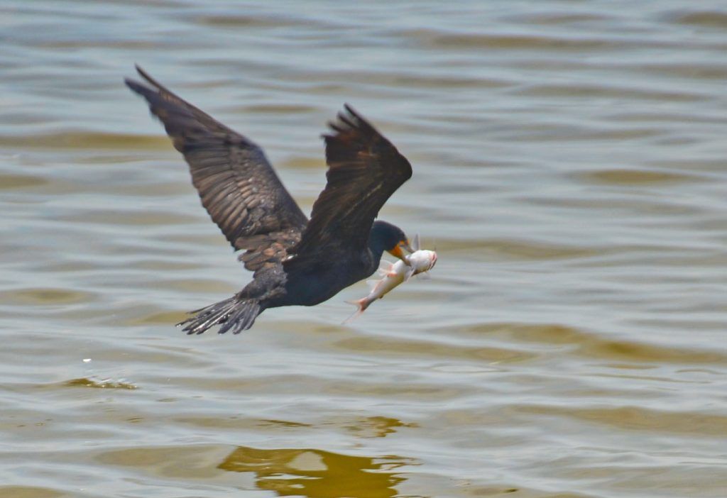 Cormorant catches a fish