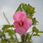 Crimsoneyed Rose Mallow