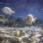 Curious Fish