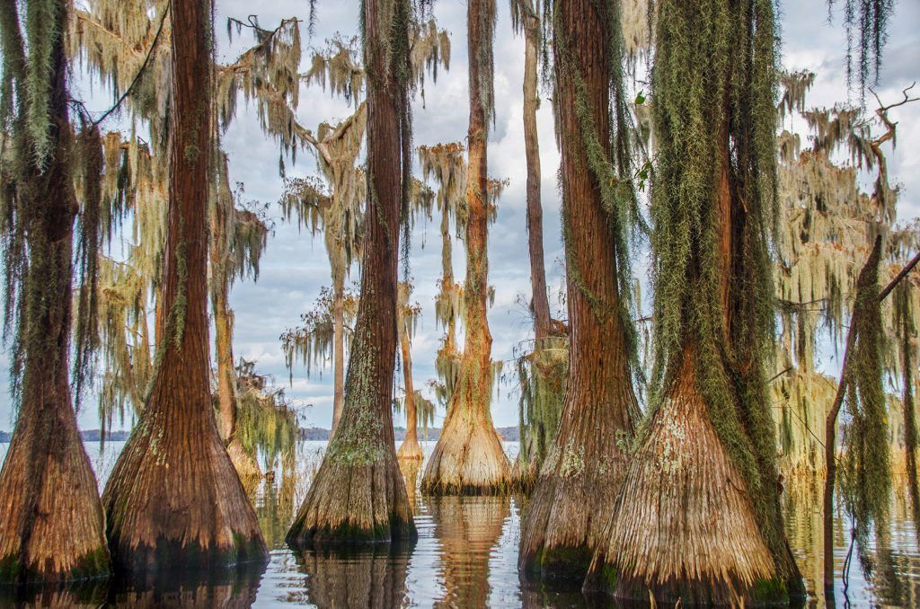 Cypress Trees - Santa Fe Lake